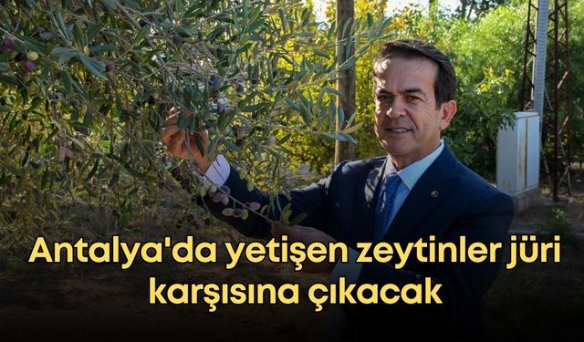 Antalya'da yetişen zeytinler jüri karşısına çıkacak