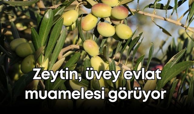 Antalya'da zeytin, üvey evlat muamelesi görüyor