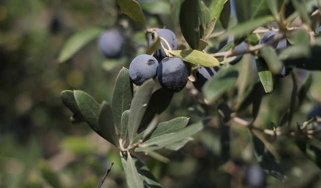 Hatay'da zeytin hasadı sürüyor: 201 ton rekolte bekleniyor