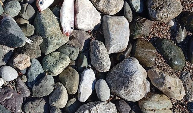 Muğla'da ölü balıklar kıyıya vurdu