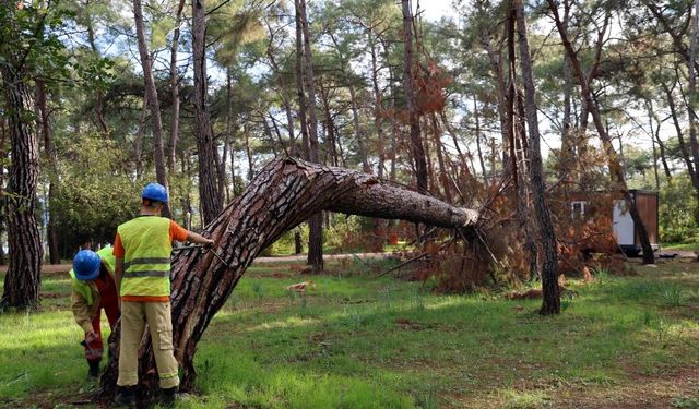 Akyaka'daki orman kampında riskli ağaçlar tek tek işaretlendi