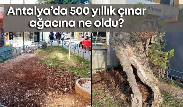 Antalya’da 500 yıllık çınar ağacına ne oldu?