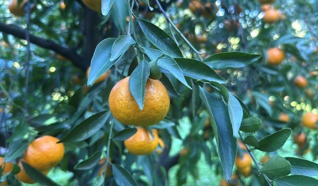 Bodrum mandalinası kapış kapış!