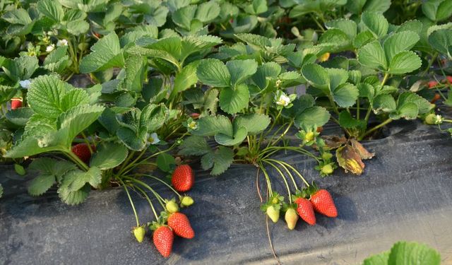 Antalya'da çilek, üreticinin yüzünü güldürmedi