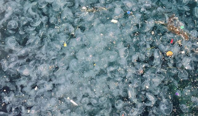 İstanbul'da kirlilik alarm veriyor: Binlerce denizanası sahili kapladı