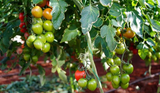 Antalya'da Akademi Çiftlik ürünleri kapış kapış satılıyor!