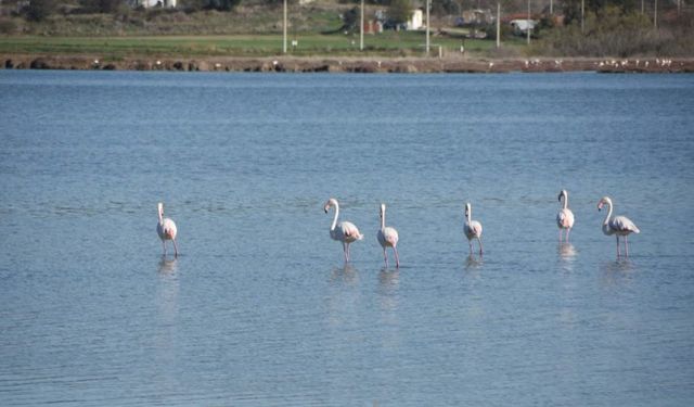 Tuzla Sulak Alanı'nda flamingolar görsel şölen oluşturdu