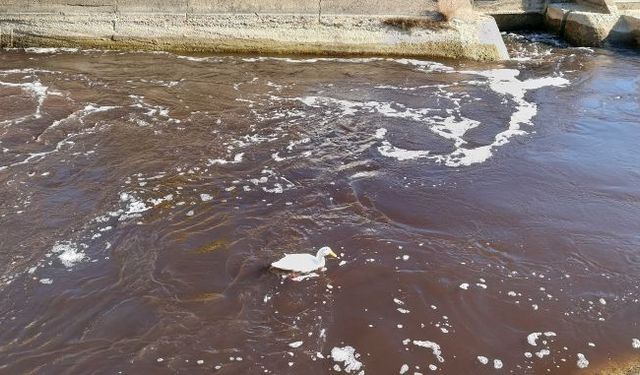 Göksu Nehri'nde çevre felaketi: Nehir siyaha döndü