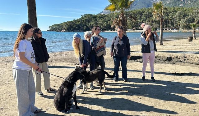 Akyaka'da gönüllüler sokak köpeklerini sosyal medyada sahiplenditiyor