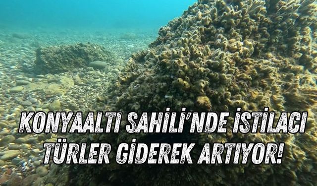 Konyaaltı Sahili'nde istilacı türler giderek artıyor!