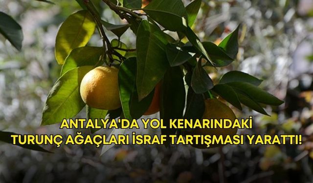Antalya'da yol kenarındaki turunç ağaçları israf tartışması yarattı!