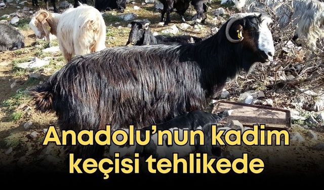 Anadolu’nun kadim keçisi tehlikede: Çalıştaydan acil önlem çağrısı