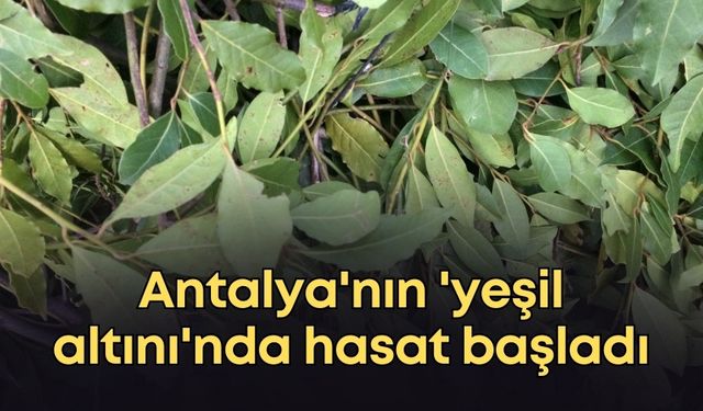 Antalya'nın 'yeşil altını'nda hasat başladı: Tonlarcasını Avrupa alıyor