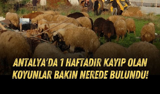 Antalya'da 1 haftadır kayıp olan koyunlar bakın nerede bulundu!