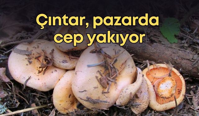 Doğada bedava olan çıntar, pazarda cep yakıyor