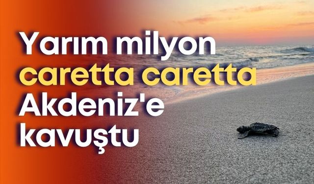 Yarım milyon caretta caretta Akdeniz'e kavuştu