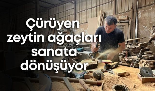 Çürüyen zeytin ağaçları Alanya'da sanata dönüşüyor