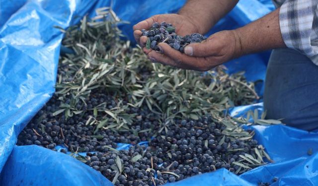 Hatay’da kuraklık zeytini vurdu! Verim yüzde 75 düştü