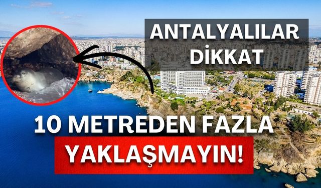 Antalya kıyılarında 6 aydır izleniyor! 800 kilometrelik yolculuk
