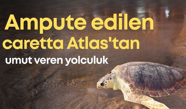 Ampute edilen caretta Atlas'tan umut veren yolculuk