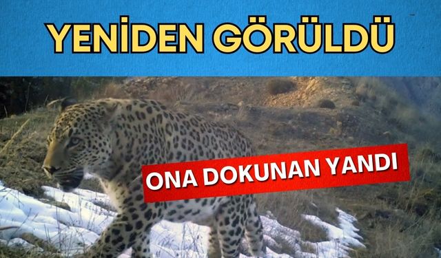 Türünün yok olduğu sanılıyordu, yeniden görüldü! Ona dokunan yandı