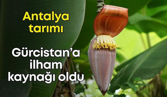 Antalya modeli sınırları aştı: Abhazya'da tropikal tarım devrimi başladı