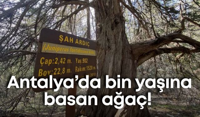 Antalya’da bin yaşına basan ağaç! Doğaseverlerin gözü Elmalı’da