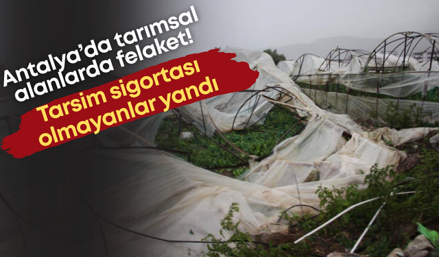 Antalya’da tarımsal alanlarda felaket! Tarsim sigortası olmayanlar yandı