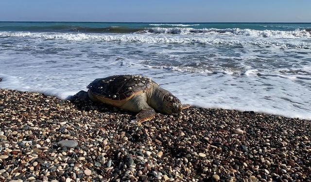 Mersin'de caretta carettalar sahile vuruyor