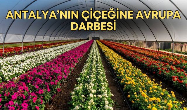 Antalya’nın çiçek seraları satılıyor! Talep düştü satışlar başladı
