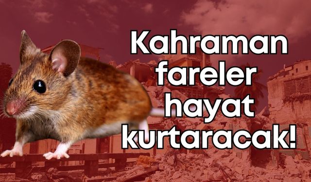 Kahraman fareler hayat kurtaracak!