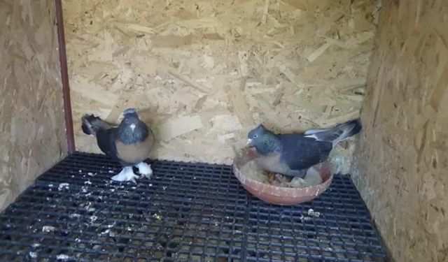 Adana'da apartmana girip kuşları çaldı