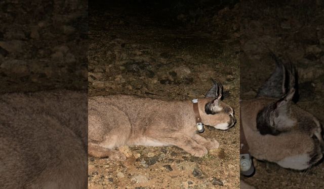 Bilim insanlarından çarpıcı sonuç: Karakulak, Akdeniz için gösterge tür