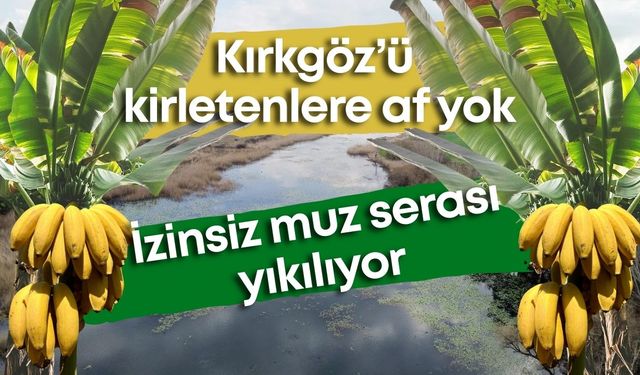 Kırkgöz’ü kirletenlere af yok: İzinsiz muz serası yıkılıyor