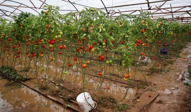 Antalya’da tarım alarm veriyor: 14 bin dekar alan sular altında