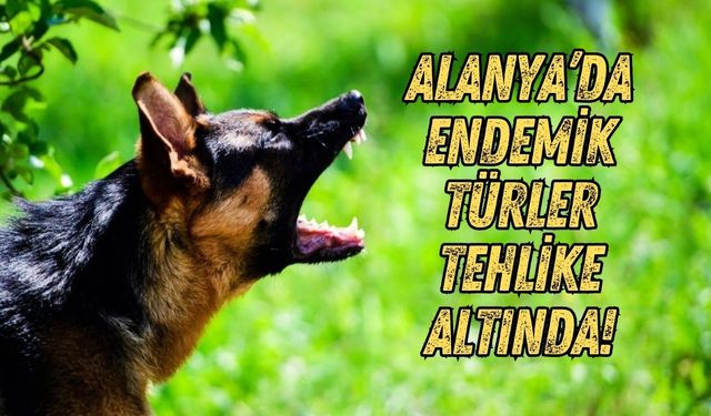 Alanya’da başıboş köpek krizi yaban hayatına sıçradı: "Endemik türler tehdit altında!"