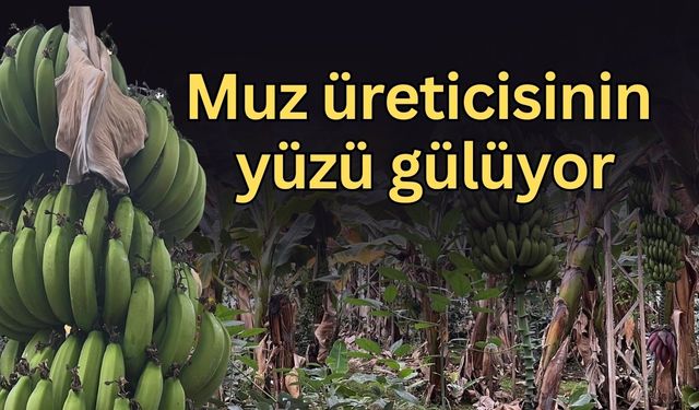 Antalya’da sel, Alanya’da bereket: Muz üreticisinin yüzü gülüyor