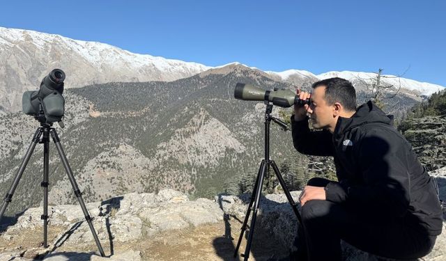 Toros Dağları’nda yaban keçileri mercek altında