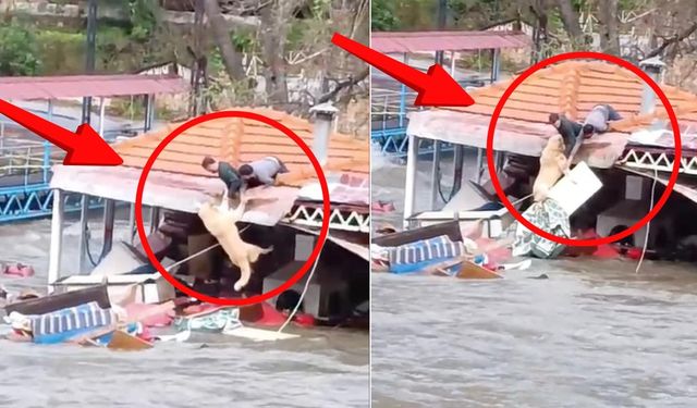 Alanya Kaymakamı’ndan ‘Paşa’yı kurtaranlara teşekkür ve ödül