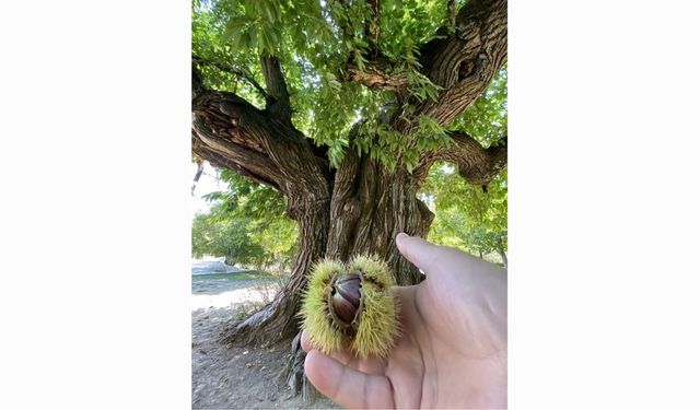 Antalya’nın yaşayan tarihleri: 2 bin yılı aşan anıt ağaçlar ziyaretçilerini bekliyor