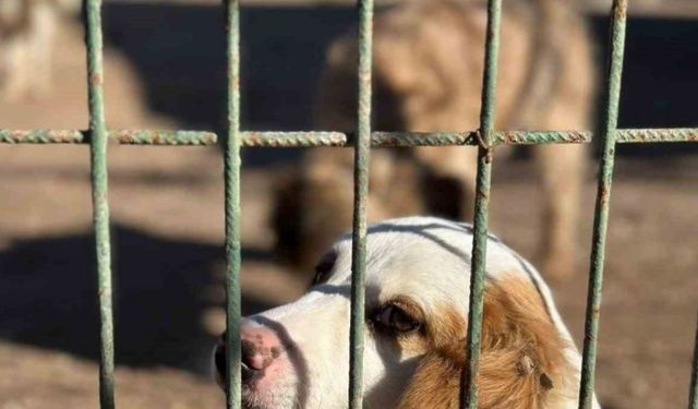 Antalya’da barınak denetimine giden 3 kadın avukata saldırı!