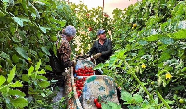 Antalya’da Venedik’i andıran görüntüler: Çiftçiler kano ile domates topladı