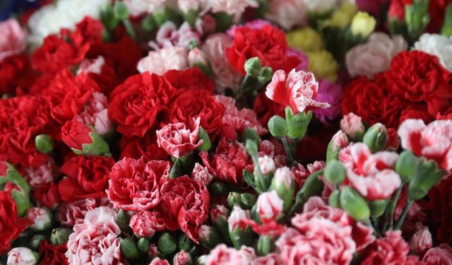 Sevgililer Günü’nde Antalya'dan Avrupa’ya milyonlarca dal karanfil