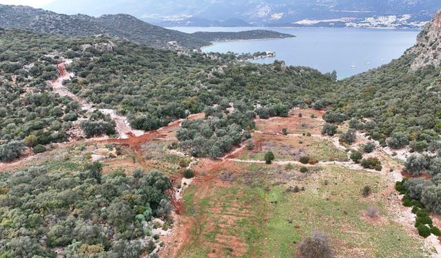 Antalya Barosu'ndan Cumhurbaşkanı Kararı'na sert tepki: Ormanlar idari takdir alanı değildir!