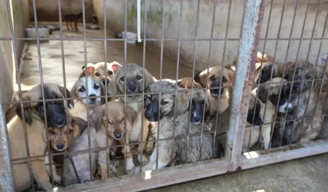 Kaş'tan Antalya'ya köpek sevki! Hayvanseverler endişeli