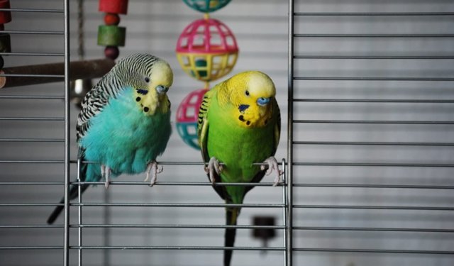 Kuş besleyenler dikkat: Akciğerde geri dönüşümsüz hasar riski