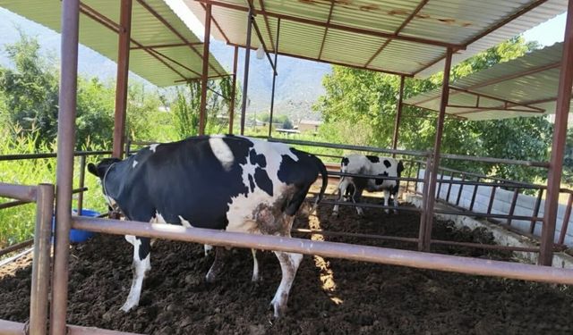 Muğla’da şap alarmı: 11 mahalle karantinaya alındı