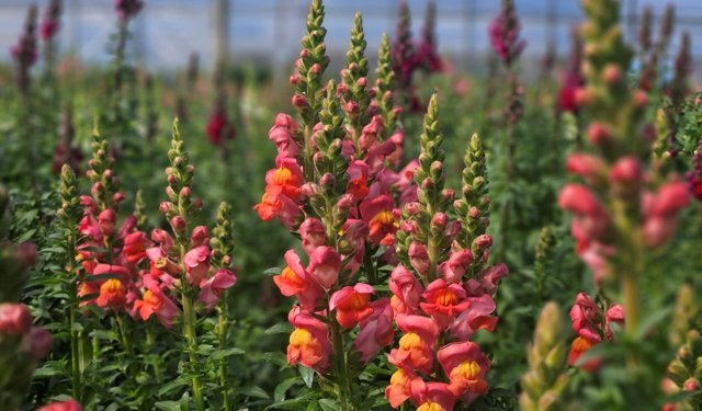 Antalya’dan Avrupa’ya yeni çiçek ihracatı