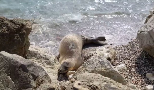 Gazipaşa'da skandal: Akdeniz foklarının yaşam alanı turistlere pazarlanmış!