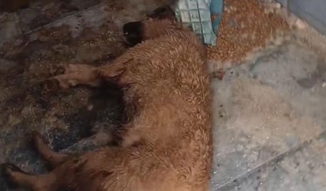 Burdur Bucak’ta barınak skandalı! Belediye personeli görevden uzaklaştırıldı